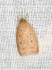 Garrha carnea