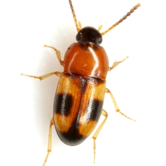 Poecilocrypticus formicophilus