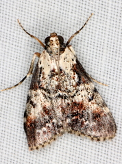 Orthaga rubridiscalis