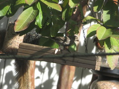 Haemorhous mexicanus