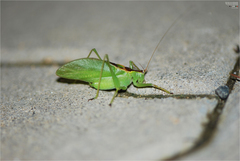 Hexacentrus japonicus