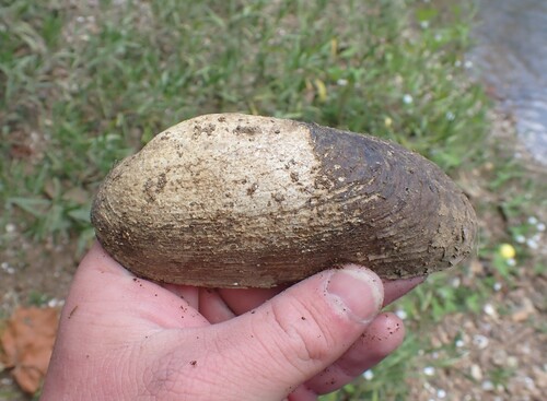 Ptychobranchus subtentum observed 2025-09-15