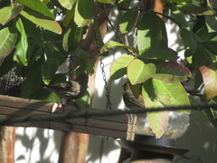 Haemorhous mexicanus