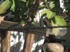 Haemorhous mexicanus