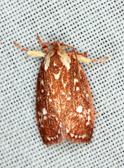 Euchaetis metallota