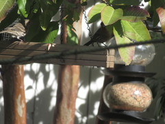 Haemorhous mexicanus