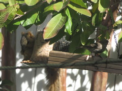 Sciurus niger