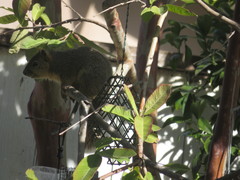 Sciurus niger