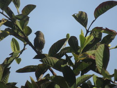 Haemorhous mexicanus