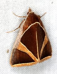 Agamana conjungens