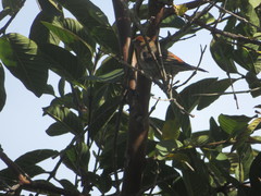 Haemorhous mexicanus