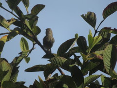 Haemorhous mexicanus