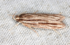 Leistarcha