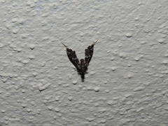 Lineodes triangulalis