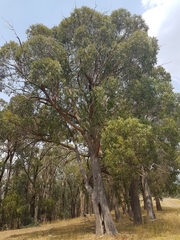 Eucalyptus macrorhyncha
