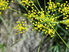 Lomatium ambiguum