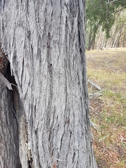 Eucalyptus macrorhyncha