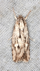 Cryptophasa phycidoides