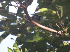 Passer domesticus
