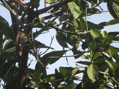 Haemorhous mexicanus