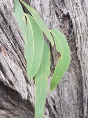 Eucalyptus macrorhyncha