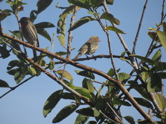 Haemorhous mexicanus