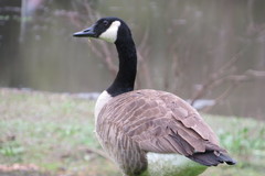 Branta canadensis