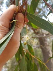 Eucalyptus macrorhyncha