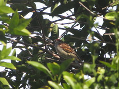 Passer domesticus
