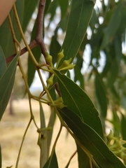Eucalyptus macrorhyncha