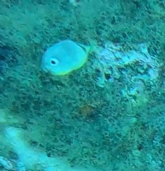 Chaetodon capistratus