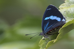 Diaethria clymena