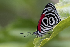 Diaethria clymena