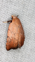 Tortricopsis semijunctella