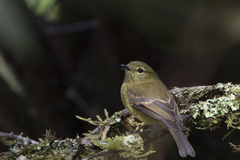 Myiophobus flavicans