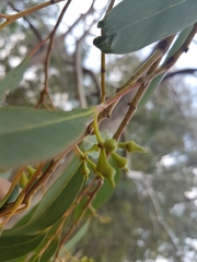 Eucalyptus macrorhyncha