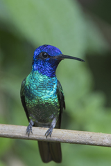 Chrysuronia oenone