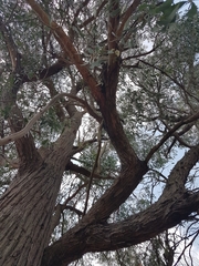 Eucalyptus macrorhyncha