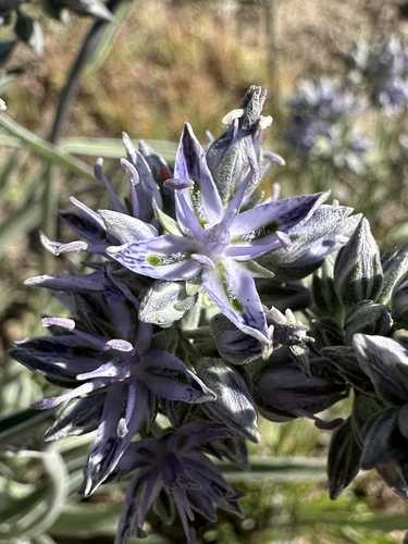 whitestem frasera (Frasera albicaulis)