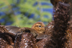 Troglodytes solstitialis