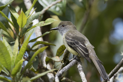 Myiarchus cephalotes