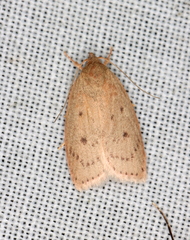 Garrha carnea
