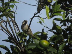 Passer domesticus