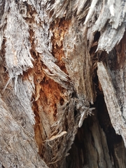 Eucalyptus macrorhyncha