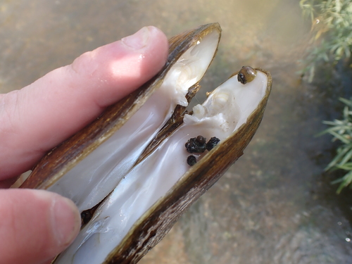 Ptychobranchus subtentum observed 2025-09-15
