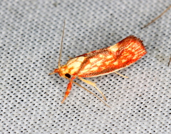 Crepidosceles chryserythra