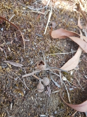 Eucalyptus macrorhyncha