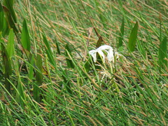 Hymenocallis tridentata