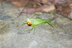 Parvarhynchus japonicus