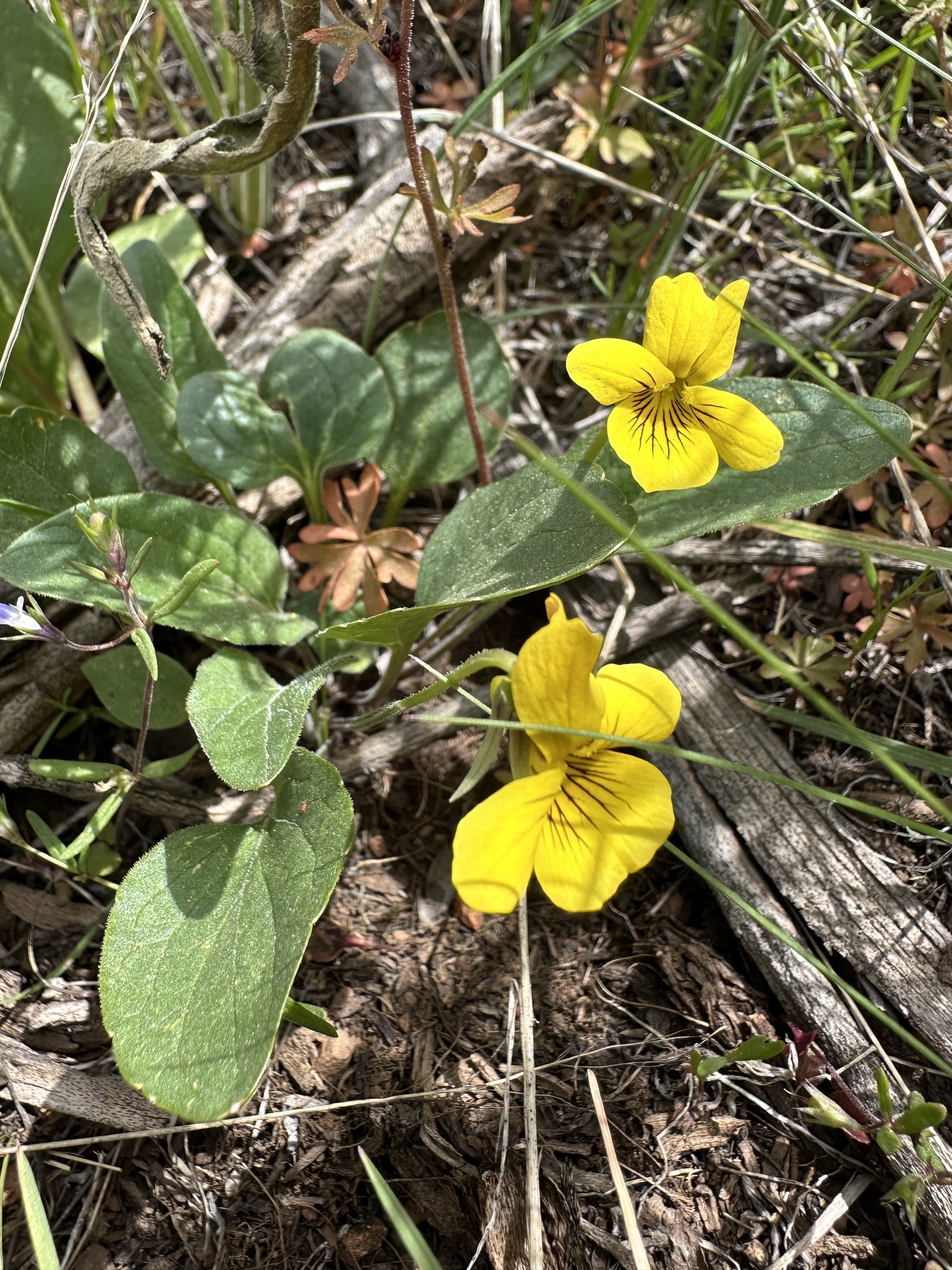 Valley Violet (Viola vallicola)